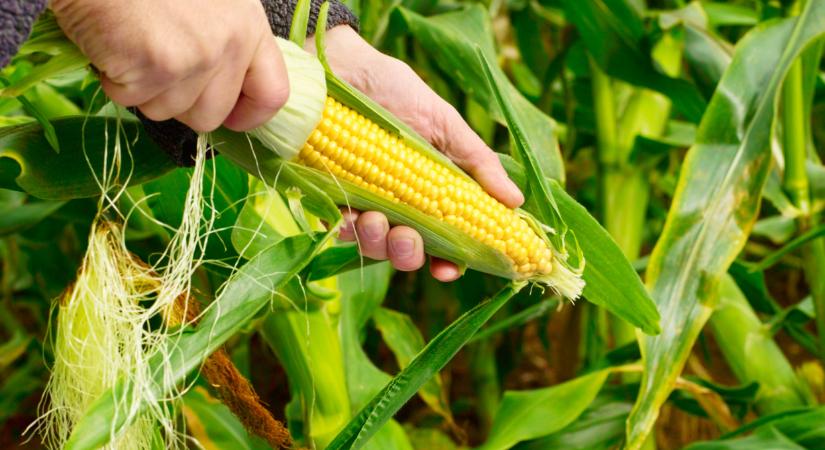 Súlyos gond van az ukrán kukorica körül: nem semmi, mi áll a háttérben