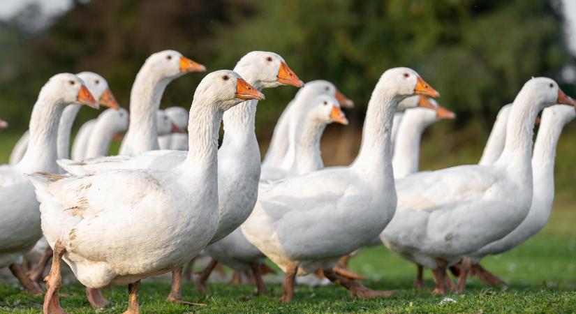 Nógrád vármegyében is megjelent a madárinfluenza