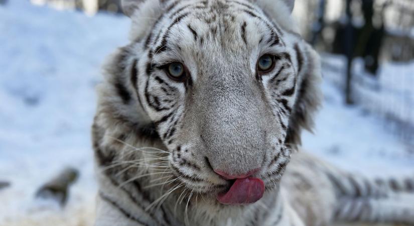 Így vészelik át a telet a tigrisek és a kenguruk Csácsban - az állatsimogatóban jártunk (galéria, videó)