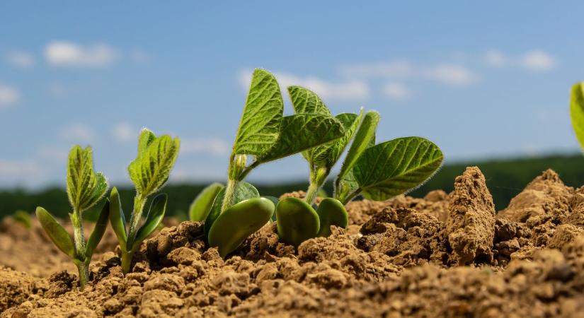 Ez lehet a magyar termelők ütőkártyája