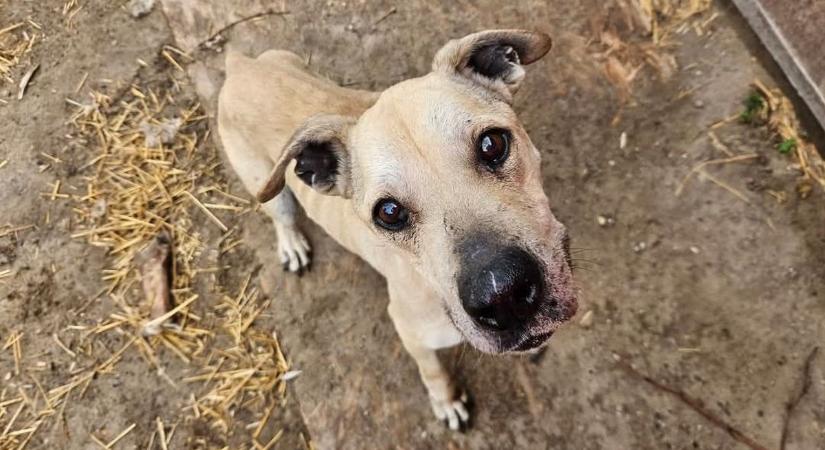 Most dől el több tucat kutya sorsa – Tata összefogását kérik