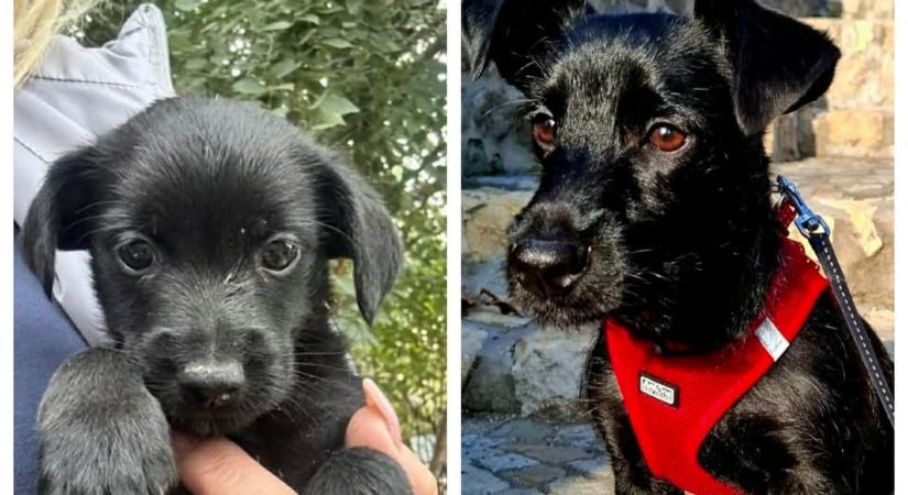 Megható kutyatörténetek: így élnek ma a Fema mentett kutyái