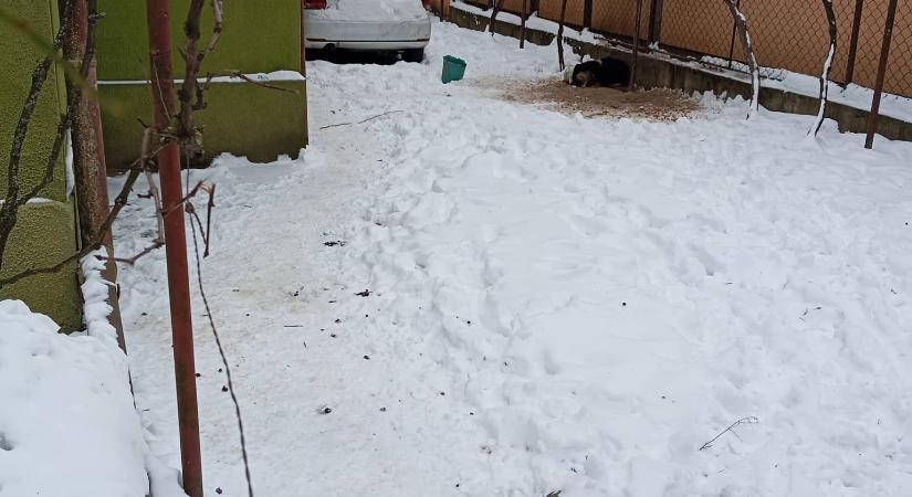 Ungváron a rendőrség információkat ellenőrzött egy kutya tartásával kapcsolatban