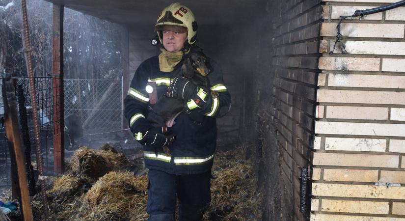 Tűz keletkezett egy tatabányai házban, a tűzoltók a család mellett három kutyát is kimentettek