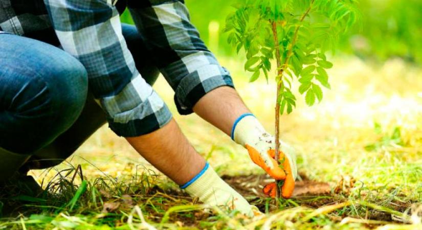 Zelenszkij egymilliárd fája: hogyan valósították meg a programot a háború idején