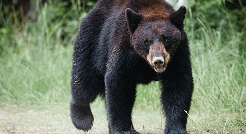 Negyedszer fosztotta ki ugyanazt az édességboltot egy éhes medve