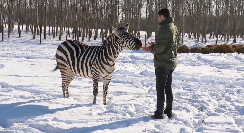 Elefánt és zebra élvezi a havat – így telik a tél Richter József szafariparkjában