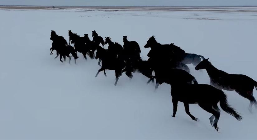 A szív megszakad, hogy milyen gyönyörűek a hóban vágtázó nóniuszok a Hortobágyon – videóval