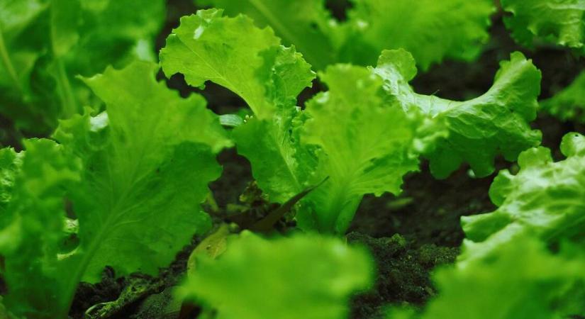 Mennyi ideig tart a saláta palántáinak felnevelése?