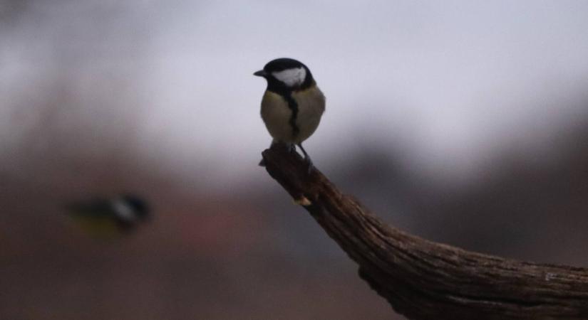 Kerüld el a hibákat a madáretetés során!