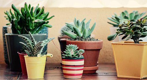 Fehéredik a szobanövény földje? – Íme a megoldás!