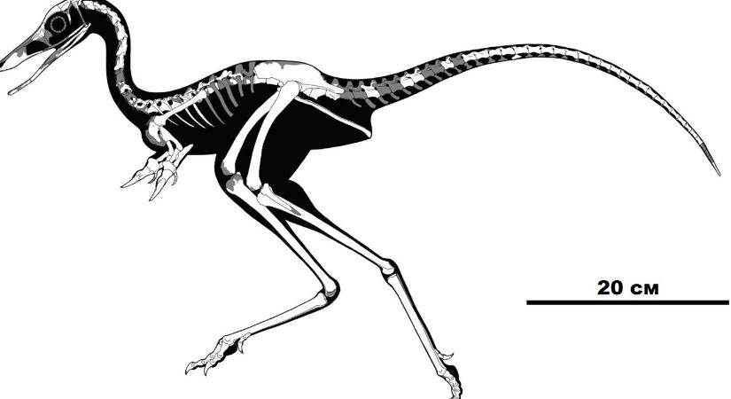 Tojásfogó karmú dinót fedeztek fel