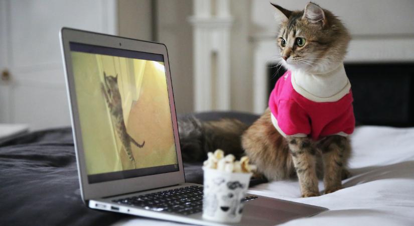 Ezek az állatos videók károsak a nézőkre és az élővilágra is