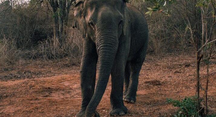 Kilenc nap, húsz halott – Egy vad elefánt tartja rettegésben Kelet-Indiát