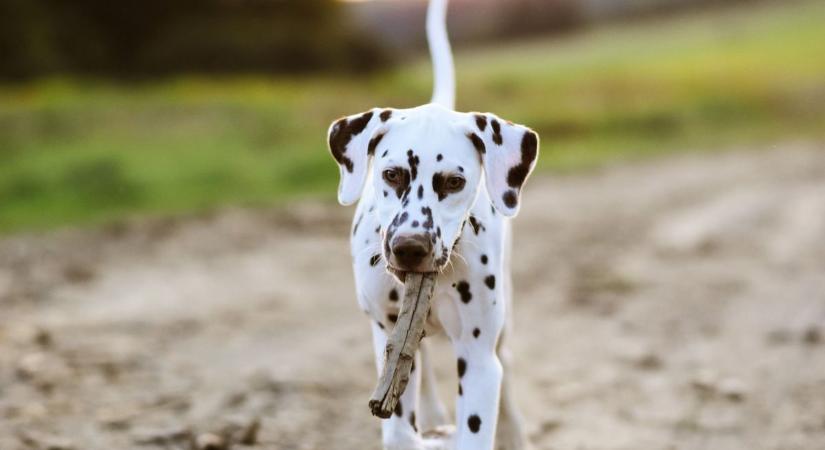 Kutyabarát albérlet csak a legendákban létezik?