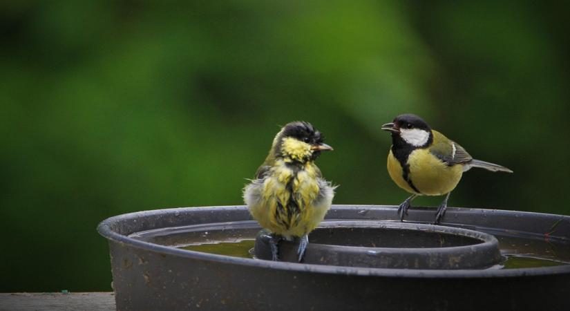 A madarak téli itatója: hogyan ne fagyjon be fél nap alatt?