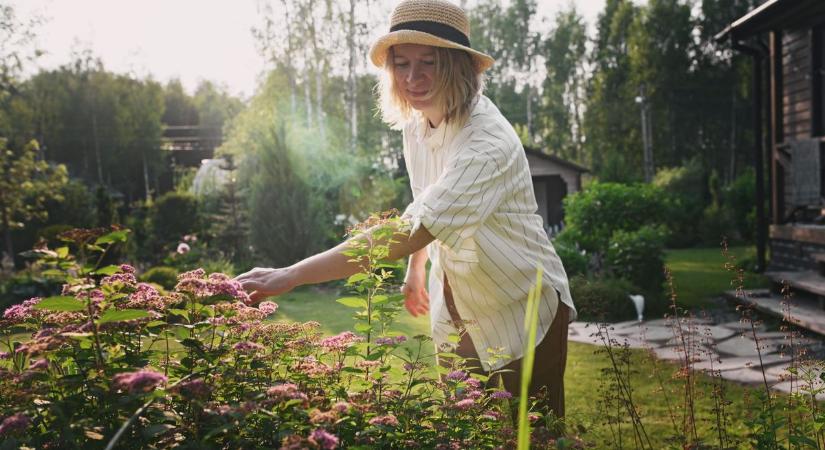 Dúdolba, kertészeti beszélgetés és Képzőművészeti Szabadiskola - sokszínű lehetőség a pécsieknek