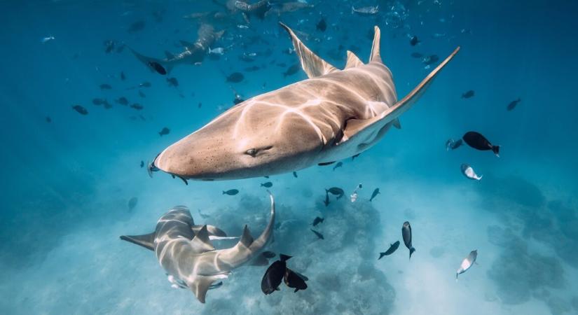 Ezt a gyönyörű ügyvédnőt érte rémisztő cápatámadás