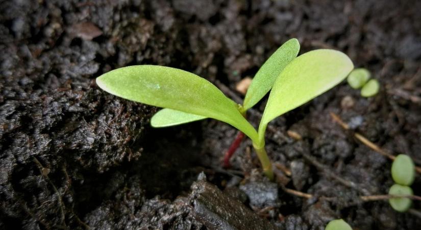 Palántanevelés januárban – mit érdemes már most elvetni bent?