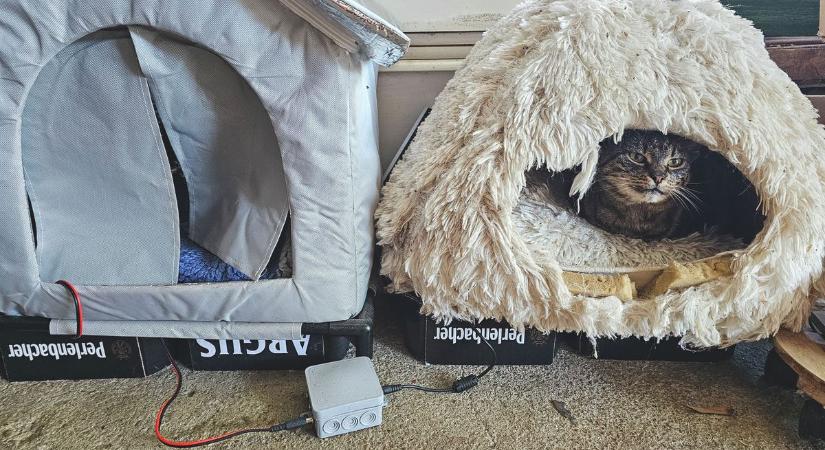 Így gondoskodjunk helyesen kedvenceinkről a téli hónapokban – videóval