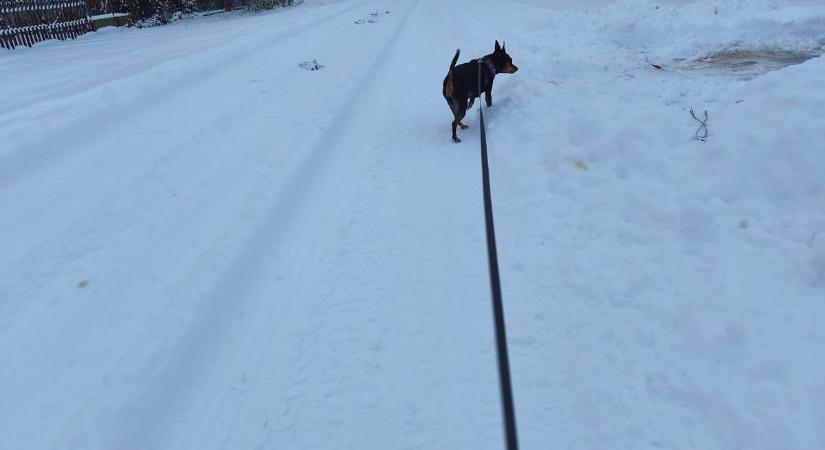 Ember lába, kutya lába – egyiknek jó, másiknak nem