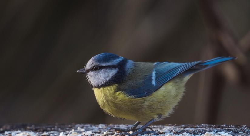 A madáretetés során kerüld el a hibákat!
