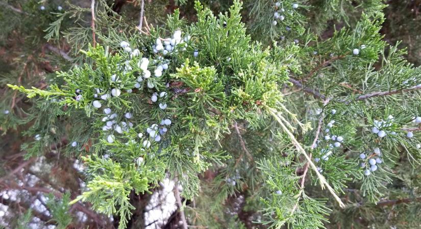 Borókák a kertben – örökzöldek, amelyek túléltek korokat és divatokat