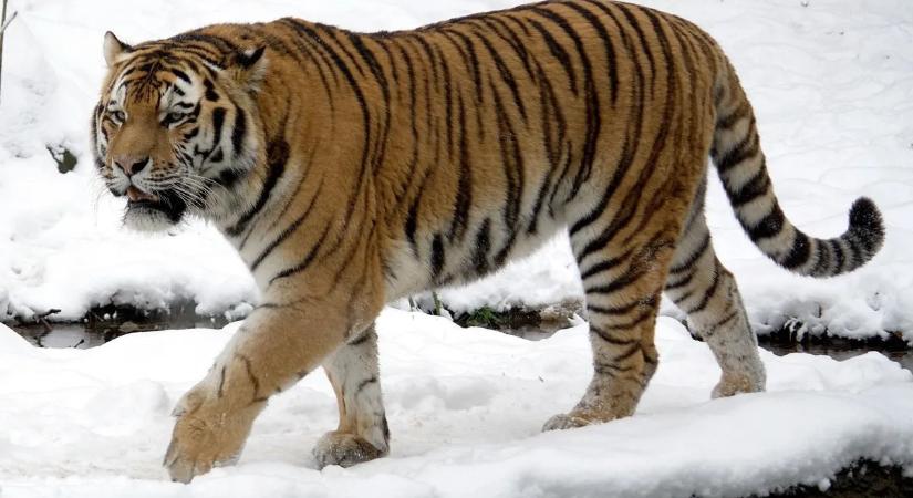 Szörnyű tragédia: holtan találtak rá egy fiatal lányra az erdőben