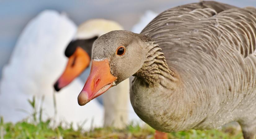 Igazolták a madárinfluenza vírusát Nógrád vármegyében