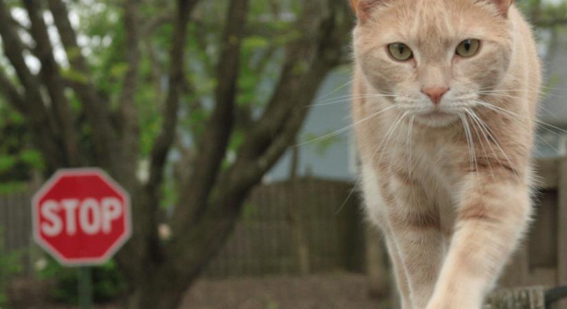 Ebben a faluban tilos a macskatartás: a lakók pedig be is tartják a szabályt, jó okkal