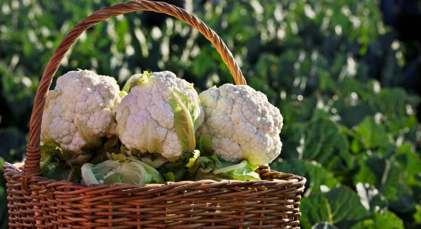 Komoly bajban lehetnek ezek a termelők: mi segíthetne rajtuk?