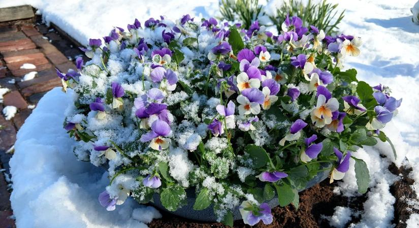 Miért olvad el a hó gyorsabban a kert egyik részén, mint a másikon?