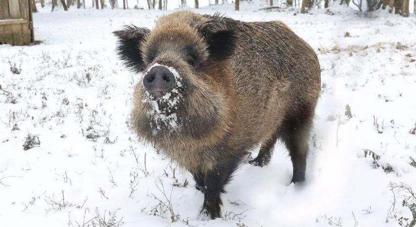 Nem hiszed el! Vaddisznók tartják rettegésben a városrészt