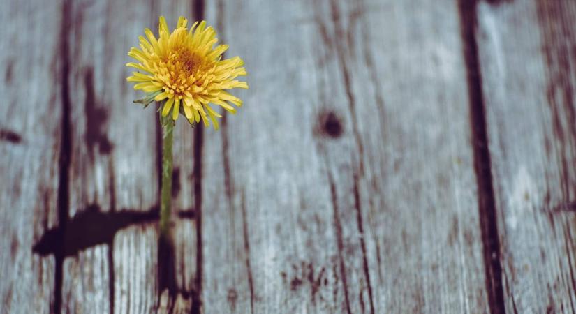 Meglepetés új kezdetek