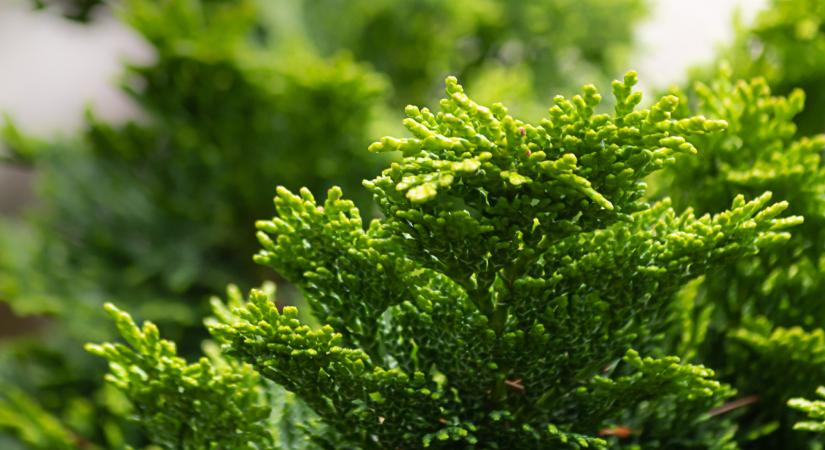 Kedvenc téli örökzöldjeink