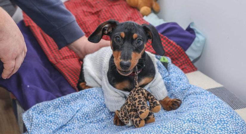 Télen csendben szenvedhet a kutya: ezekre a jelekre azonnal figyelni kell