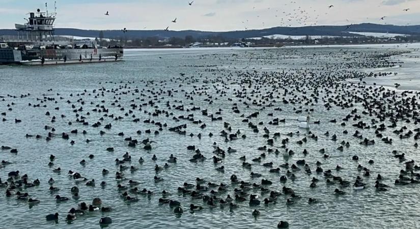 Tízezer madár küzd a túlélésért a Balaton közepén – elképesztő természeti jelenség