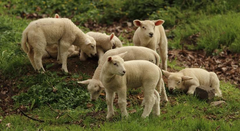 Bárányárak trendjei az Európai Unióban – 2026. első hete