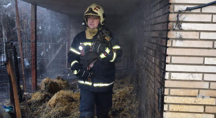 Szombati lakástűz: a család kedvenceit sem hagyták hátra a hős tűzoltók