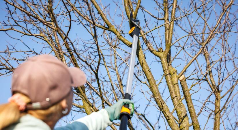 Szilvafa metszése a hideg hónapokban – így kerüld el a visszaszáradást