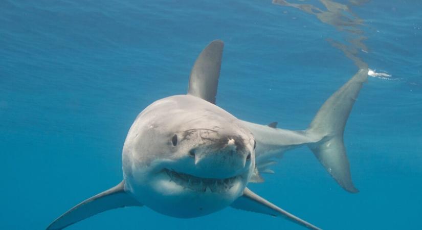 A nő érezte, ezt a támadást aligha élheti túl – nem kegyelmezett a cápa