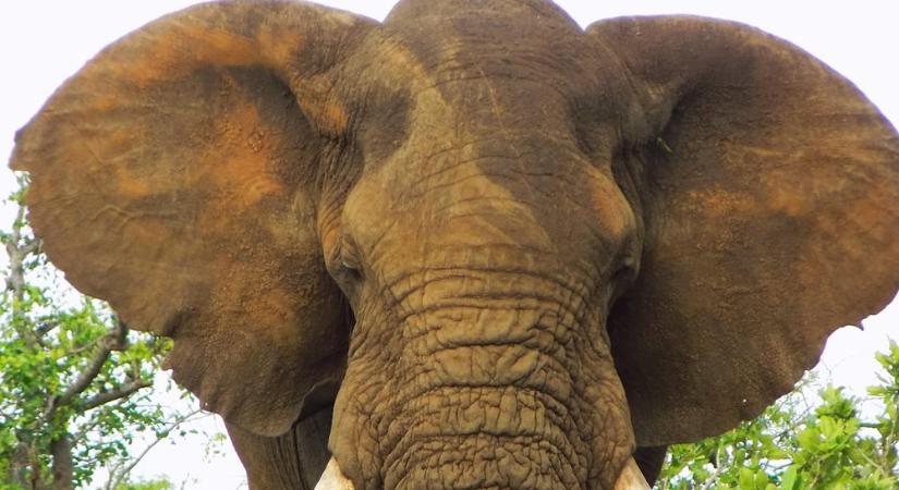 Miért ilyen hatalmasak az elefántok fülei? – nem egy oka van, hanem egy egész szupererő-csomag