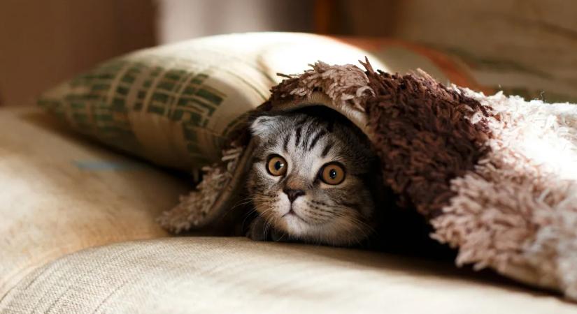 Erre figyelj, ha nem akarod, hogy szorongó macska legyen kedvencedből