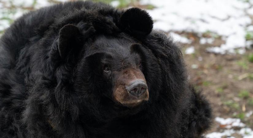 Már a krisztusi kort is maga mögött hagyta Dönci, akit tematikus napon leshetnek meg az ovisok