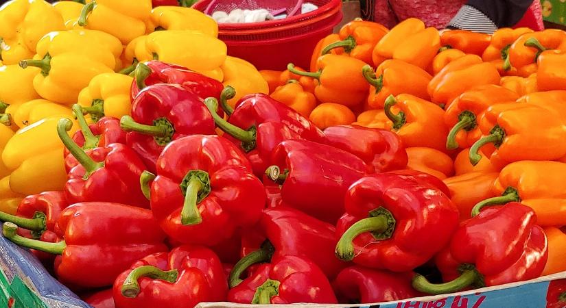 Esőzések mellett is zajlik a paprikaszezon Marokkóban