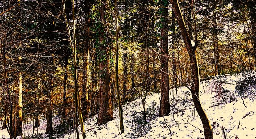 Árnyak és fények – erdő ellenfényben (galéria)