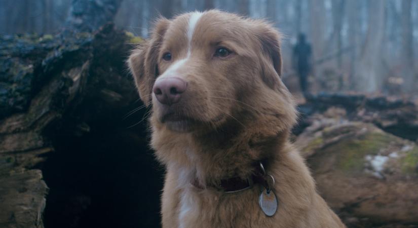 Ethan Hawke-ot és Alison Brie-t maga mögé utasítva nyert nívós díjat a Jó kutya négylábú sztárja, Indy