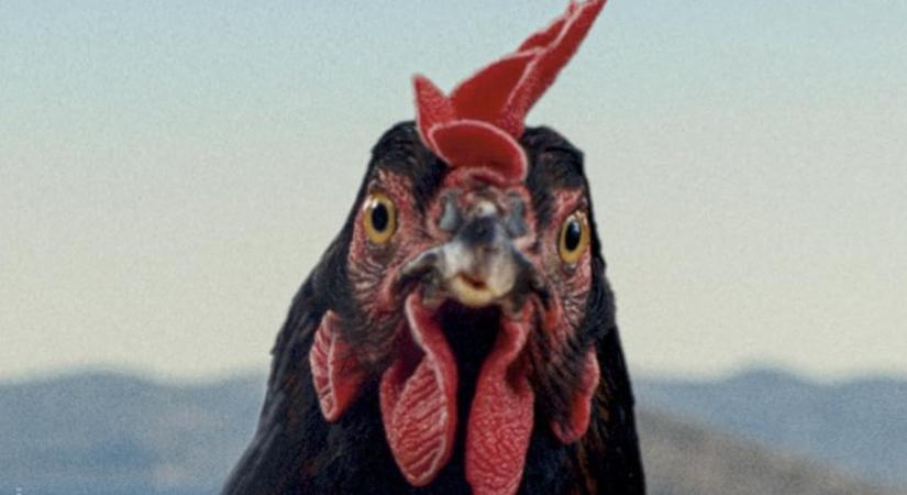 Jön a 45. Magyar Filmszemle, Pálfi György új filmje is bekerült a hivatalos programba