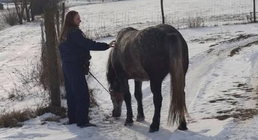 Szökevény lovak Zalában! A villanypásztor nem állította meg őket, de a rendőrök igen