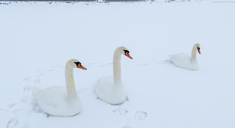 Rossz hír jött a jeges Balatonról